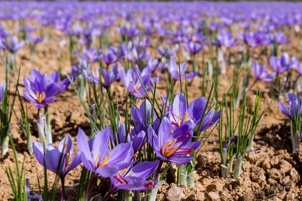 Giới thiệu sơ lược về saffron