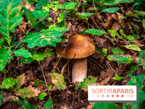 Những loại rau củ tươi ngon được giải cứu để nấu súp chống lãng phí